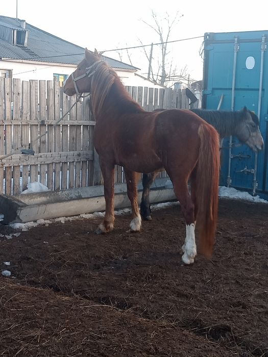 Айғыр сатылады, жеті жасар