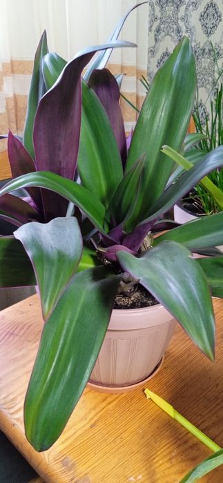 Цветок женское счастье