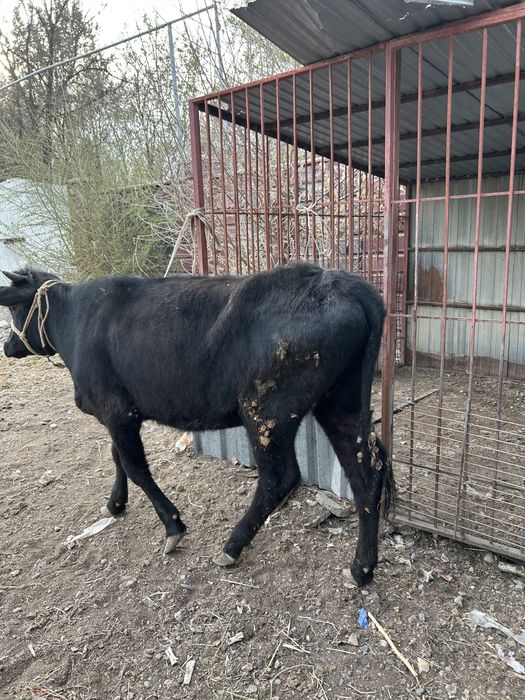 Продам Жирную телку