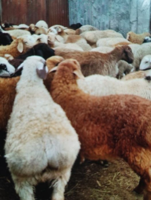 Кой Бараны  есть Доставка