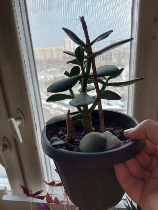 Толстянка -Денежное дерево