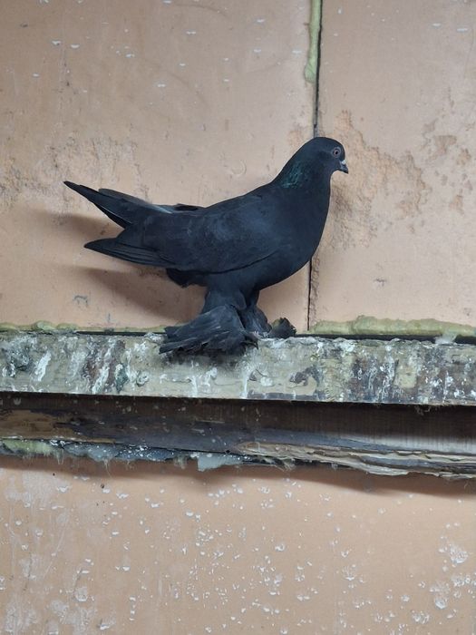 Продам голубя жука