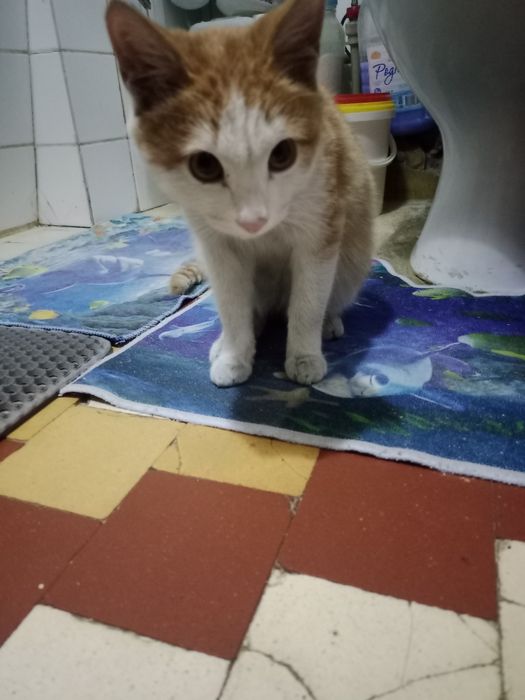 Найдет котёнок, рыжий