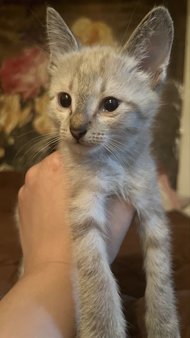 котята Тайского кота