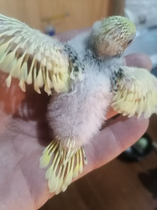 Для ручной. попугаев волнистый и  андурки .волнистый 50 тысяч .