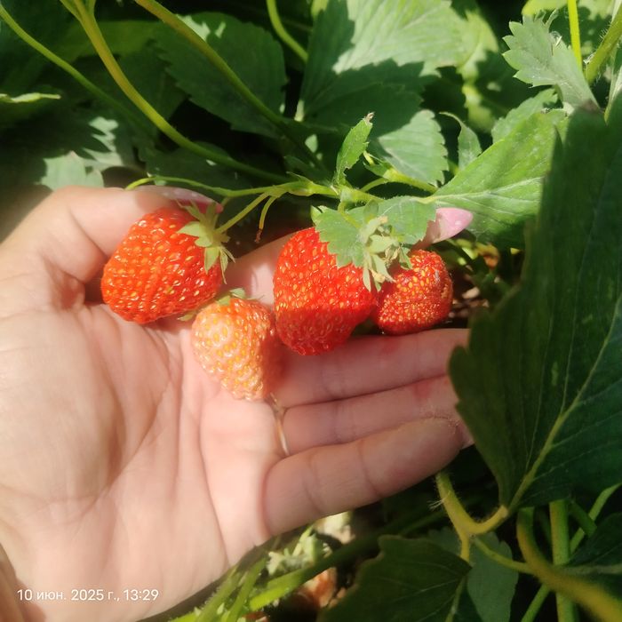 Продам дачу Жилгородок