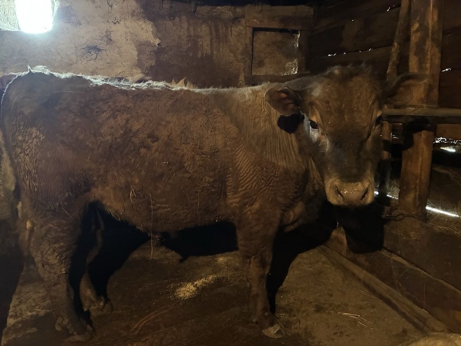 Продам Байтал коров бычков