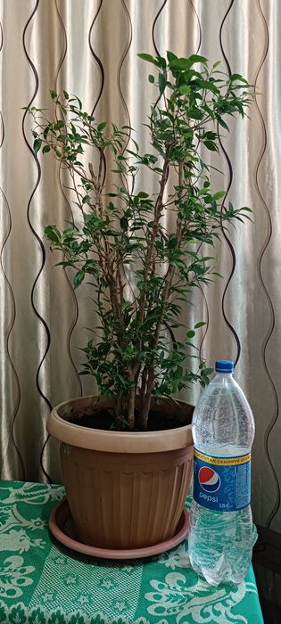 Продам фикус Бенджамина