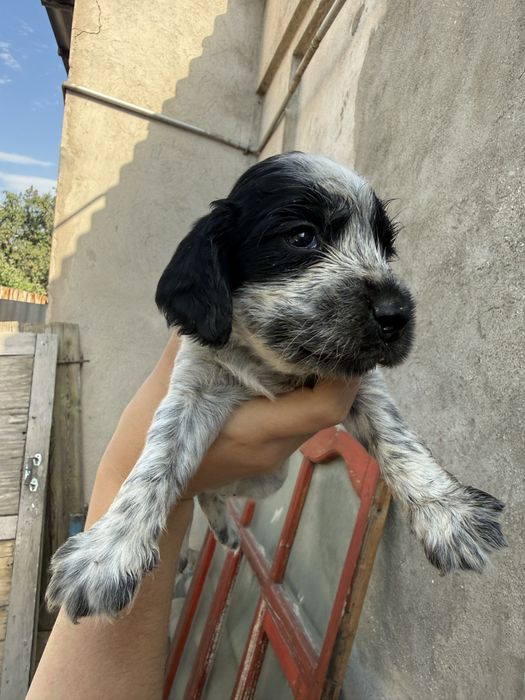 Щенята русский спаниель