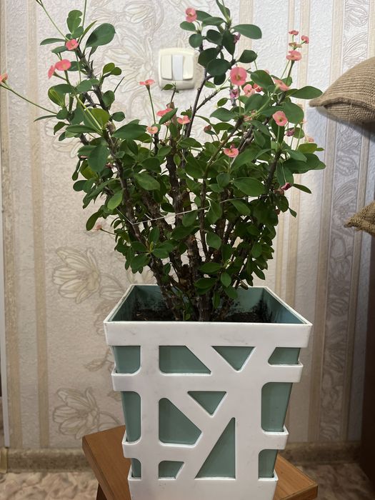 Продам комнатные цветы