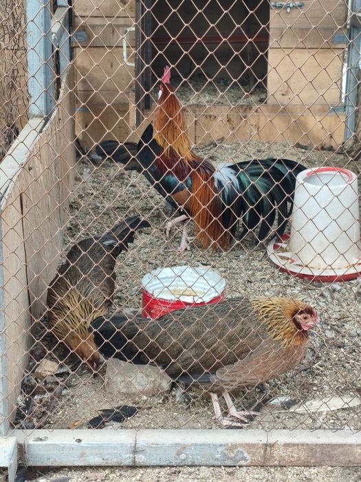 Куры карликовые !