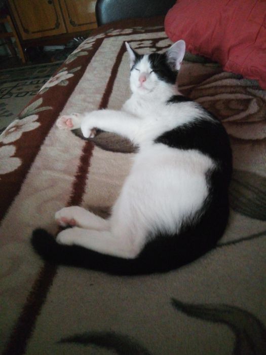 Ofer spre adoptie