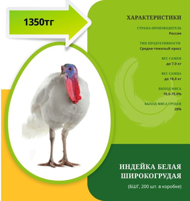 Инкубационное яйцо индейки