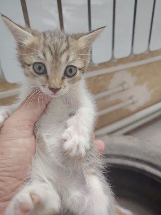 Котята, бесплатно