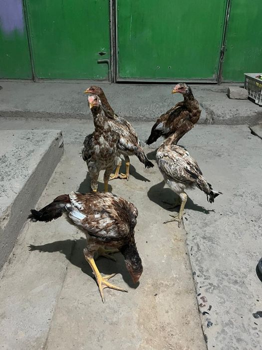 На продажу бойцовые цыплята