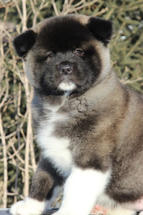 Американская Акита