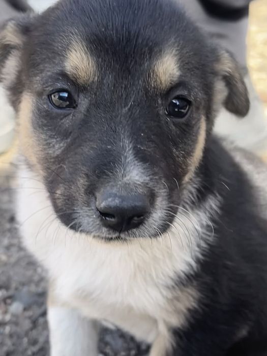 Отдам щенков в хорошие руки