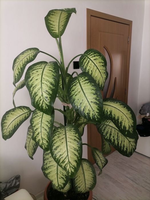 Vand planta verde Dieffenbachea