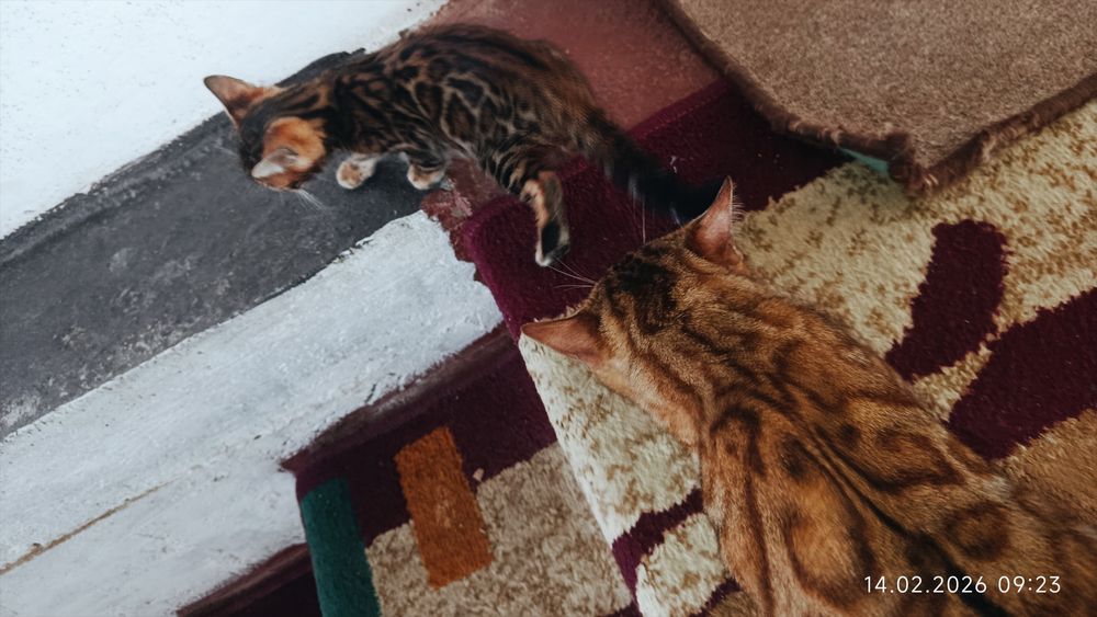 Срочна бингали продаётся