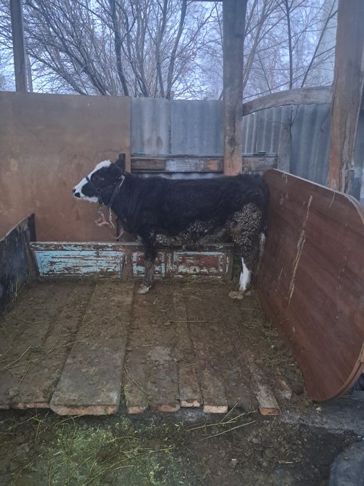 Семіз тана ұзынағашта