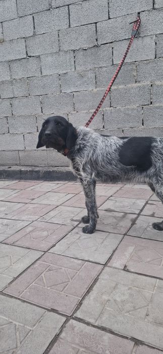 Продам щенка дратхаар сука