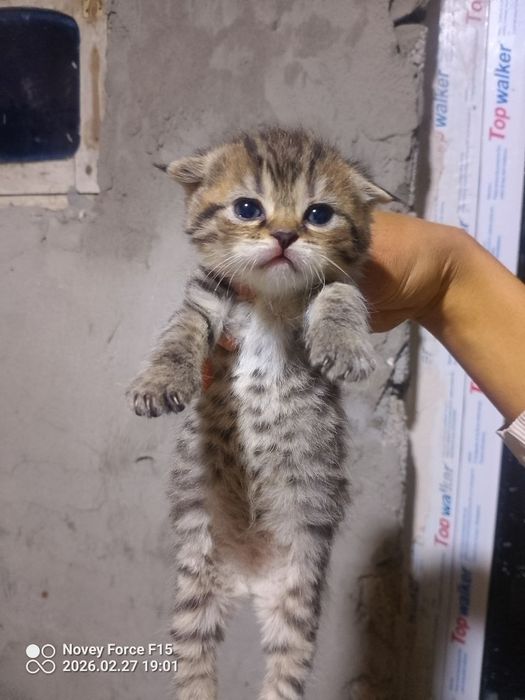 Skotish fold va strayt mushukchalar