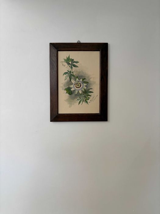 Pictura acuarelă „Floarea Pasiunii” de Johann Bender - Austria 1903