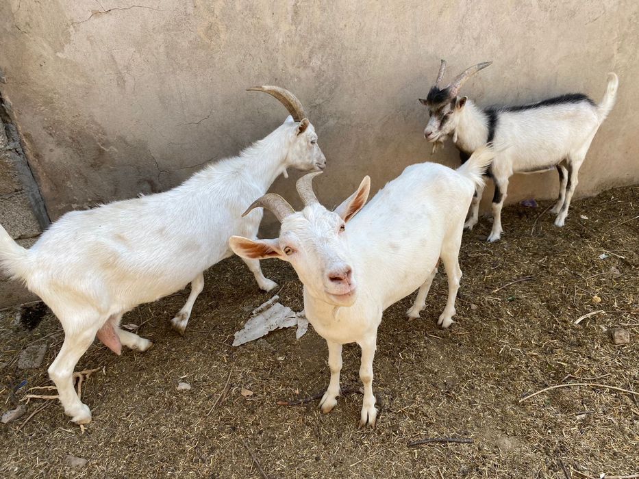 Породистый сауылатын ешкы