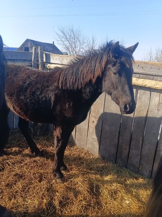 Продам согым тай