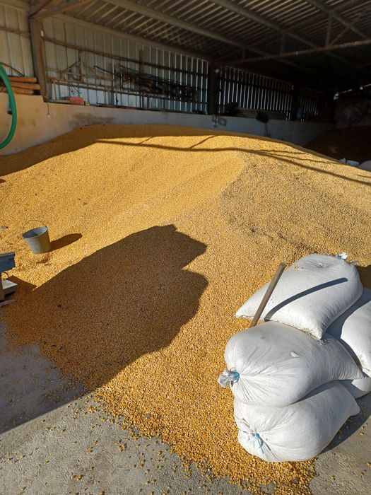 Продавам пшеница и царевица