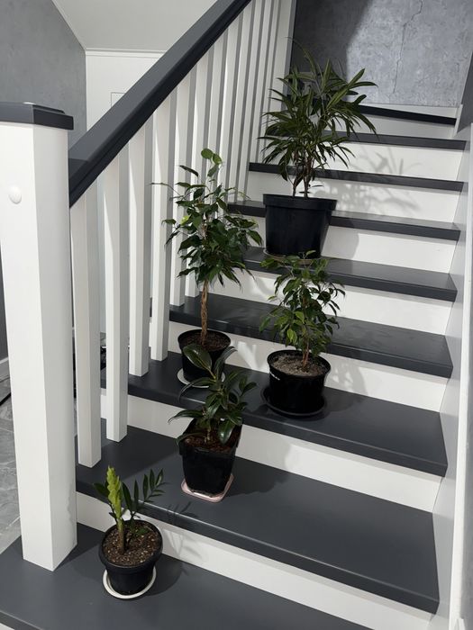 Домашние пересаженные растения