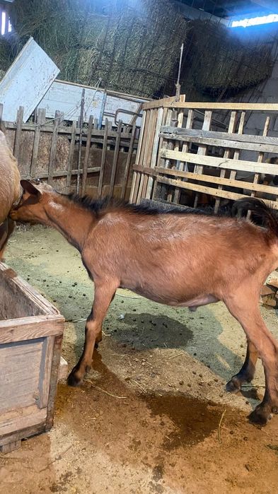 Теке лақ сатылады алты ай теке