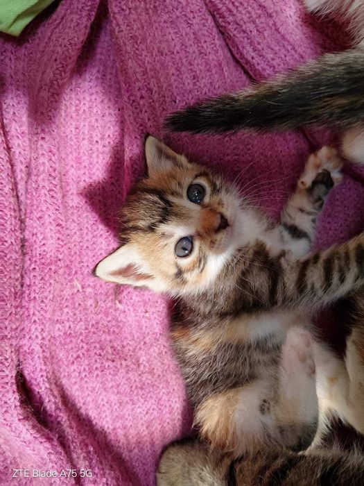 Търся дом за 4 малки котенца и майка им