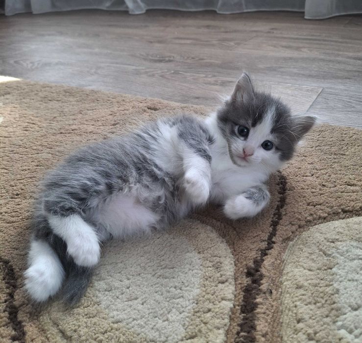 Отдам котят в добрые руки