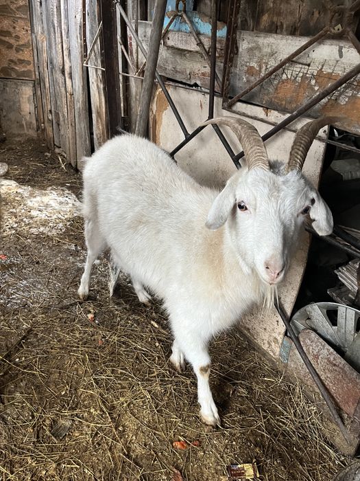 Продам Козу и козленка