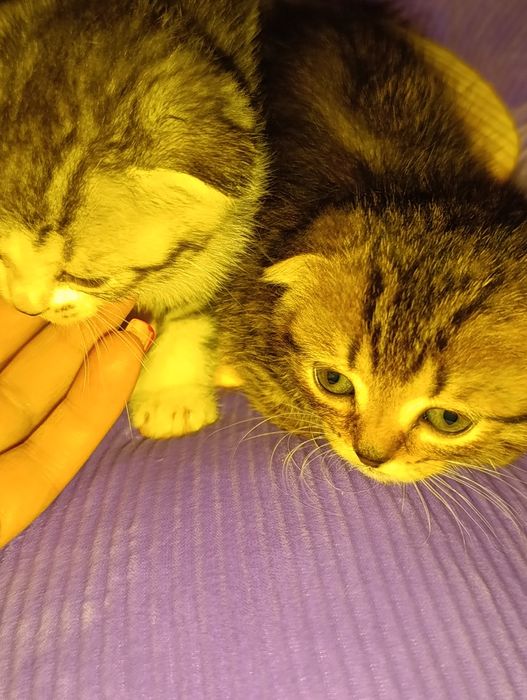 Веслоухие котята