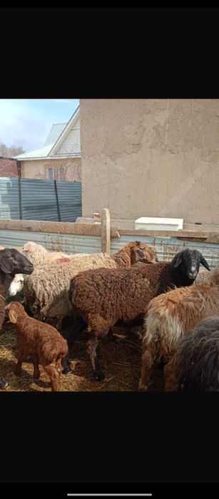 Продаются бараны жирные