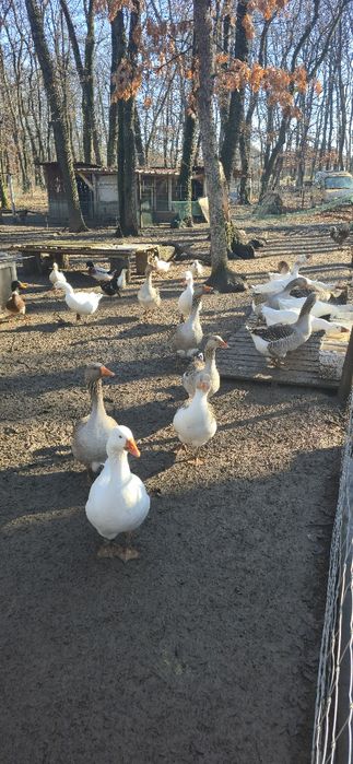 Гъски за разплод