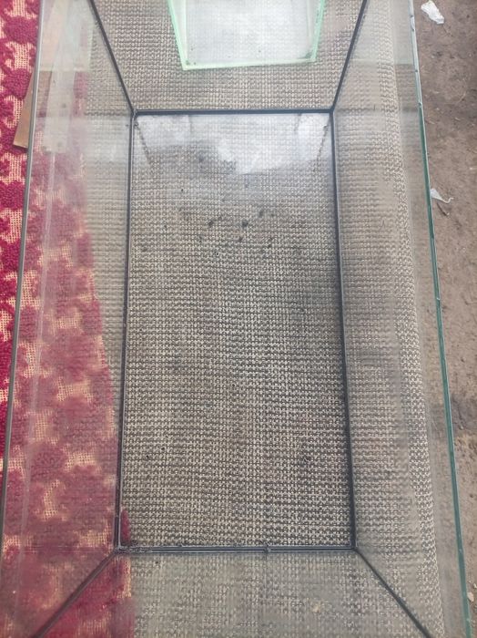 Vând alctvari pești mare și mic