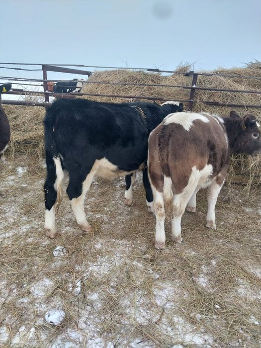 Продам КРС (6 телок (оптом))