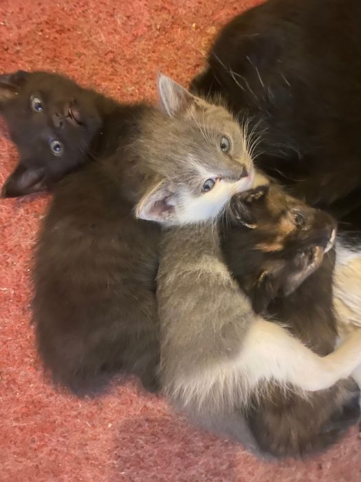 Отдам котят бесплатно в добрые руки