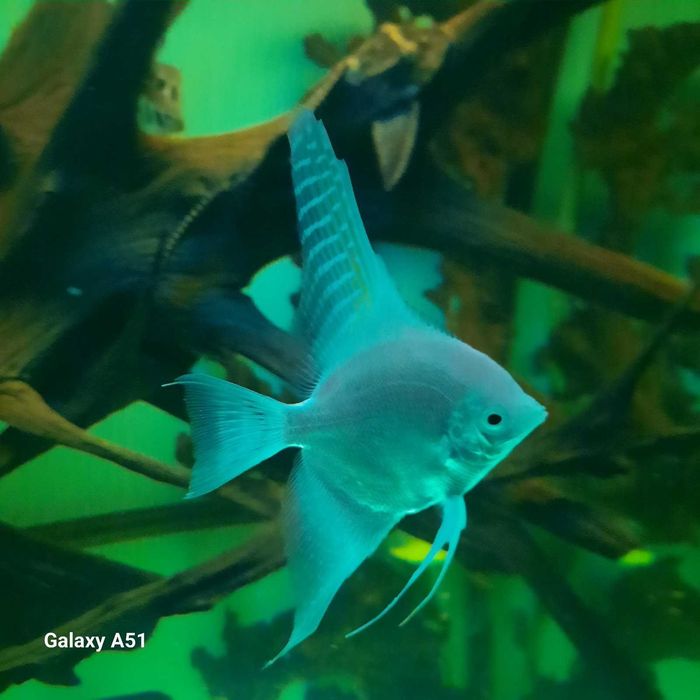 рибки и аквариум