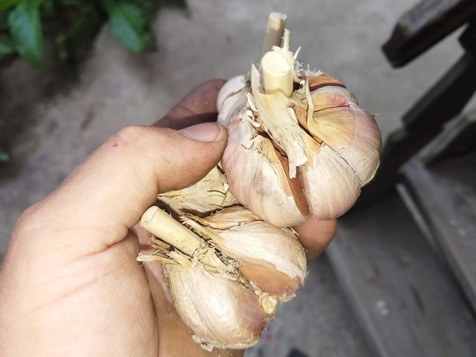 Sămânță de usturoi baib-aerian