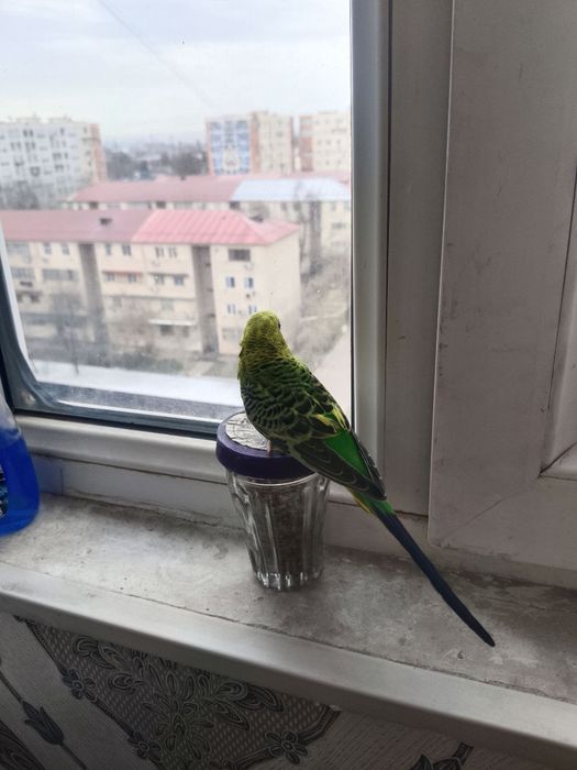 Papugay Modda Nar Sotiladi