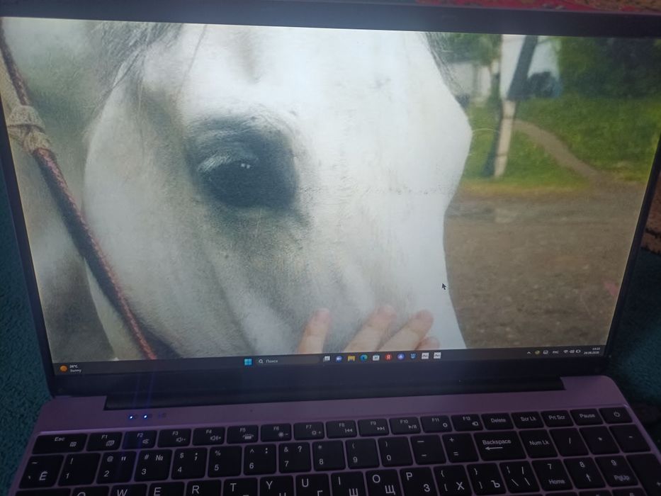 за подарок мышка
