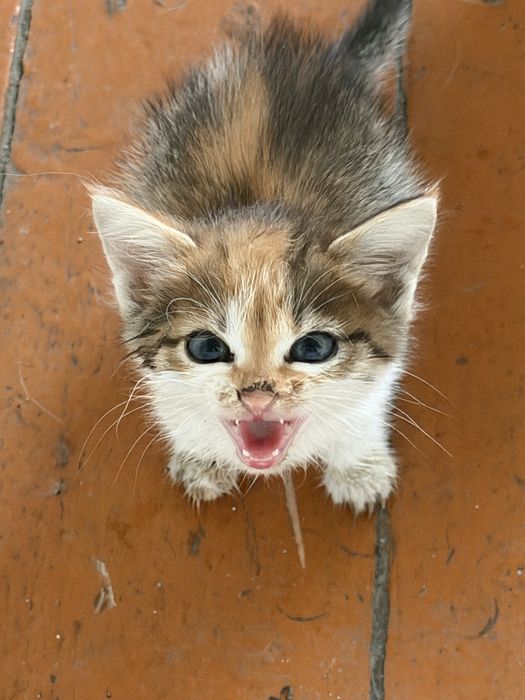 Котята ищут дом