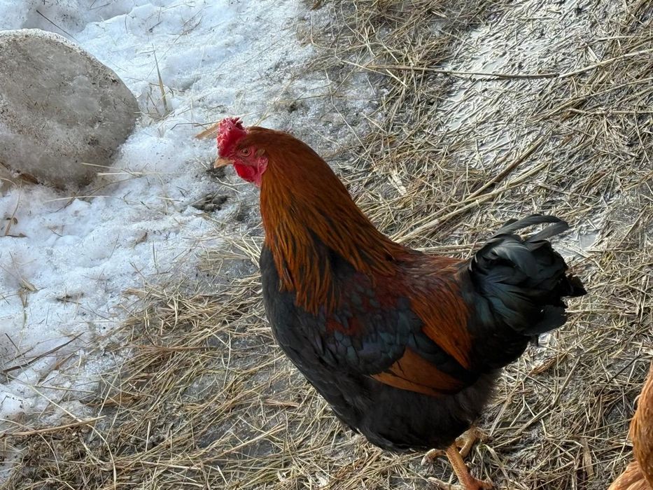 Продам петухов..
