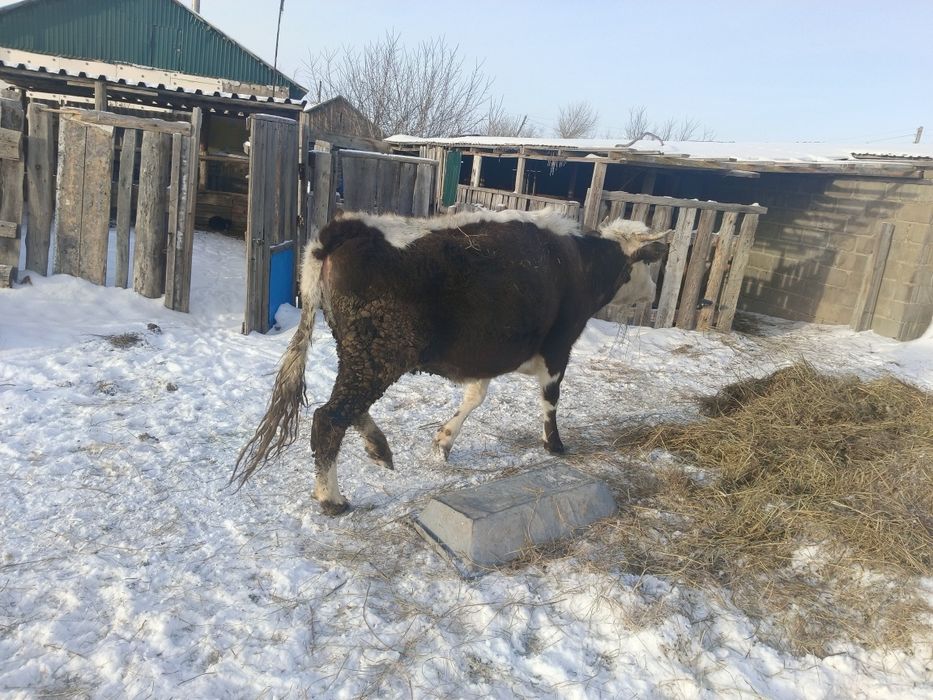 Продам корову и бычка на мясо