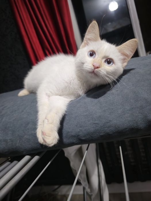 Котёнок белый мальчик в добрые руки