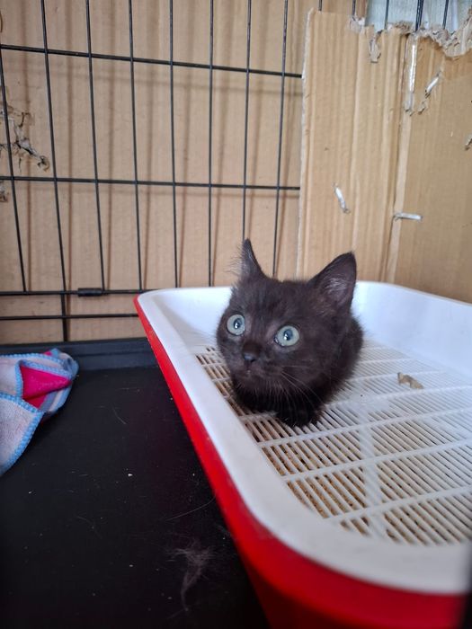 Котёнок девочка игривая
